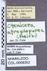 Etiketten zu Setasomus atropurpureus (Melsheimer, 1845) (NHMW-ZOO-COL-0008352)
